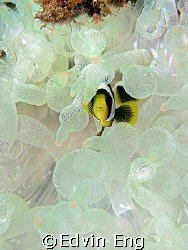 Hide & Seek! Taken in Anilao with Canon G9. by Edvin Eng 